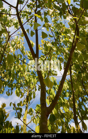 Acer carpinifolium 'Hornbeam maple' Stock Photo