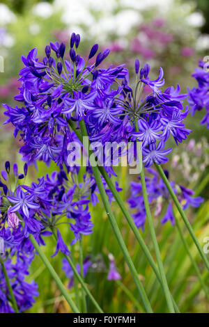 Blue trumpet flowers of the hardy deciduous Agapanthus 'Northern Star' Stock Photo