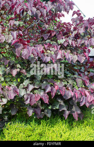Purple tinged young foliage of the Eastern redbud variety, Cercis canadensis 'Forest Pansy' Stock Photo