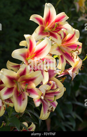 Late sumer flowers of the Oriental Trumpet lily, Lilium 'Robert Swanson' Stock Photo