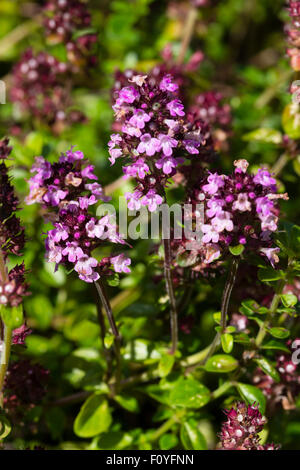 Fragrant foliage and summer flowers of the caraway thyme, Thymus herba-barona Stock Photo