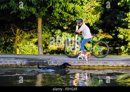 Northampton, UK. 23rd August, 2015. A pet owner lets his dog cool off on a hot sunny evening in Abington Park in Northampton England UK. Rain is forcast for next week. Credit:  Bigred/Alamy Live News Stock Photo