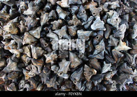 Pile of water caltrops Stock Photo