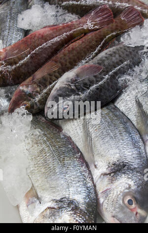 fresh fish served on ice Stock Photo