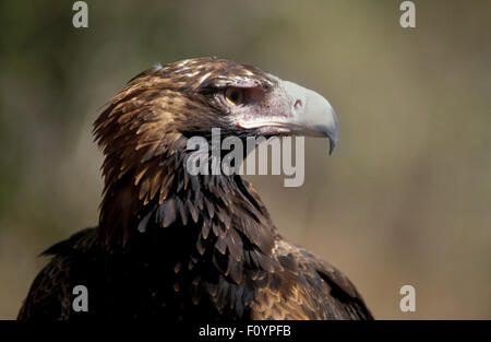 Head shot of an Australian Wedge-tailed eagle (Aquila audax) Western Australia. Stock Photo