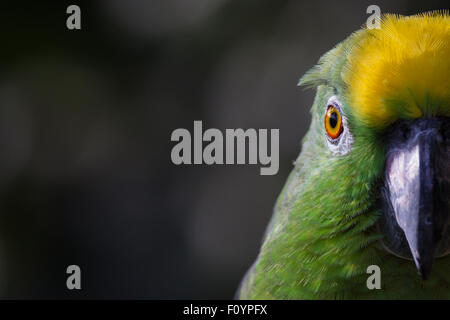 Yellow-crowned amazon Stock Photo