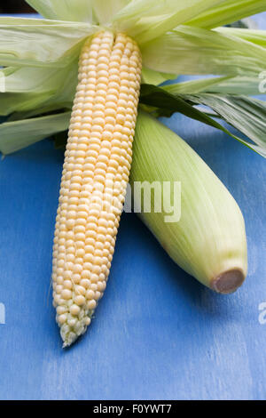 Zea mays. Freshly picked corn on the cob on a blue background. Stock Photo