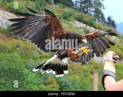 A Harris Hawk about to land on a handler's arm during a display at Grouse Mountain Park, Vancouver. Stock Photo