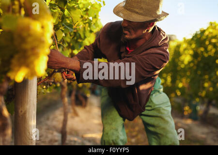 Farmer picking up the grapes during harvesting time. Young man harvesting grapes in vineyard. Worker cutting grapes by hands. Stock Photo