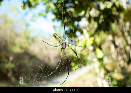 Close up of golden orb weaver or giant wood spider or banana spider (Nephila pilipes) on its web in nature, ventral view Stock Photo