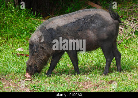 Bornean bearded pig (Sus barbatus), Bako National Park, Sarawak, Borneo, Malaysia Stock Photo