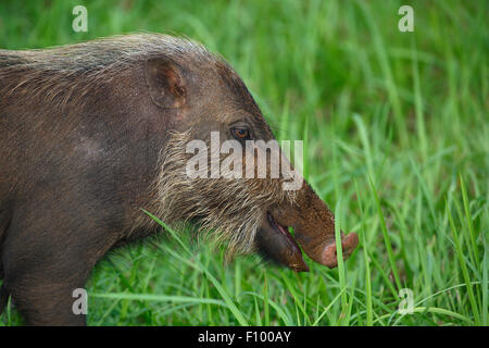 Bornean bearded pig (Sus barbatus), Bako National Park, Sarawak, Borneo, Malaysia Stock Photo
