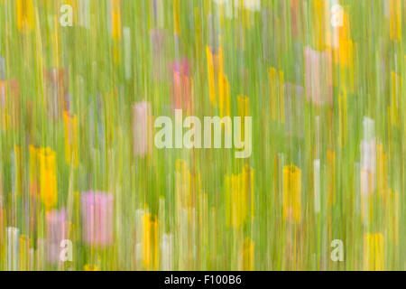 Summer meadow, flower meadow, abstract image Stock Photo