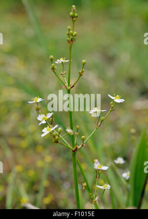 Common Water-plantain - Alisma plantago-aquatica  Marsh Plant Stock Photo