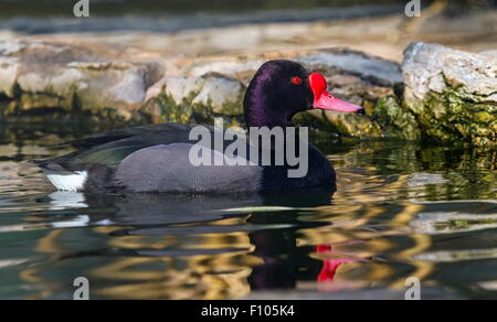 Rosy-billed or rosybill pochard duck, netta peposaca, floating on the water Stock Photo