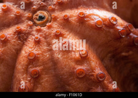 octopus Stock Photo