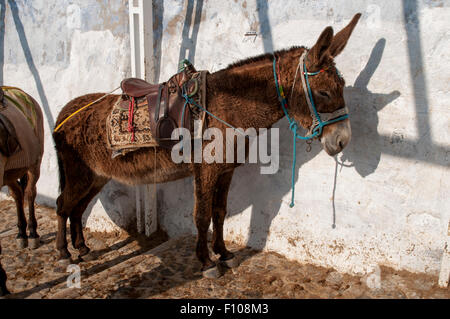 Some tourists arriving in the old port of Santorini Island like to ride on donkey to the main town Fira 300 meters above the sea Stock Photo