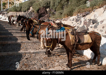 Some tourists arriving in the old port of Santorini Island like to ride on donkey to the main town Fira 300 meters above the sea Stock Photo