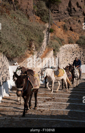 Some tourists arriving in the old port of Santorini Island like to ride on donkey to the main town Fira 300 meters above the sea Stock Photo