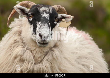 Blackface sheep close up portrait. Stock Photo