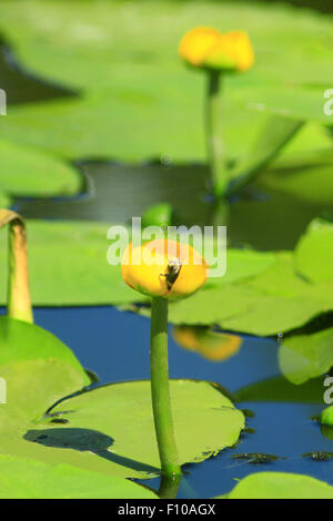 bumblebee sits on the flower of yellow Nuphar lutea Stock Photo