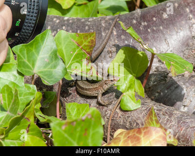 A Common Lizard having its' photo taken by another person. Stock Photo