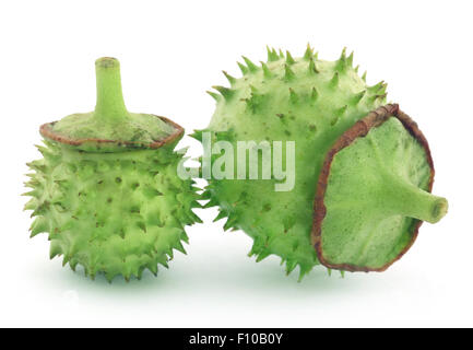 Medicinal Datura fruits over white background Stock Photo