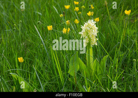 Elderflower orchid, Latin name Dactylorhiza sambucina, yellow, growing in a grassy alpine meadow Stock Photo