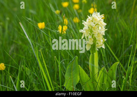 Elderflower orchid, Latin name Dactylorhiza sambucina, yellow, growing in a grassy alpine meadow Stock Photo