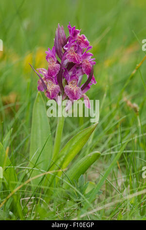 Elderflower orchid, Latin name Dactylorhiza sambucina, pink, purple, growing in a grassy alpine meadow Stock Photo