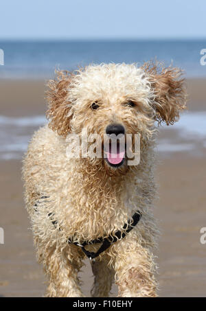 Labradoodle dog running on the beach in Blackpool, Lancashire Stock Photo