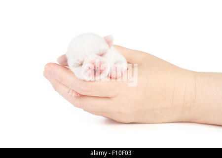 Woman holds newborn puppy of Chihuahua over white Stock Photo