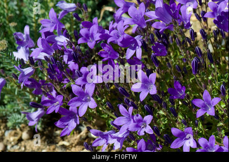 Wall or Dalmatian bellflower, Campanula portenschlagiana, blue rockery flower, Berkshire, June Stock Photo