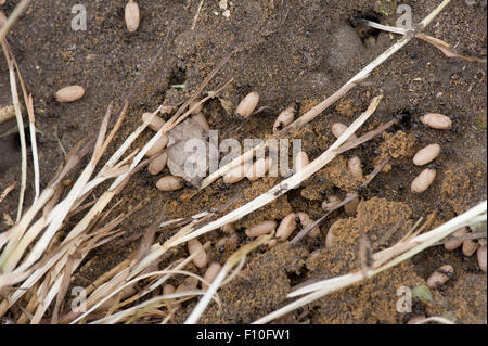 Exposed colony of black garden ants, Lasius niger, with pupae of flying drones and immature queens, June Stock Photo