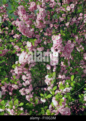 Spring bush completely strewn with pink flowers Stock Photo