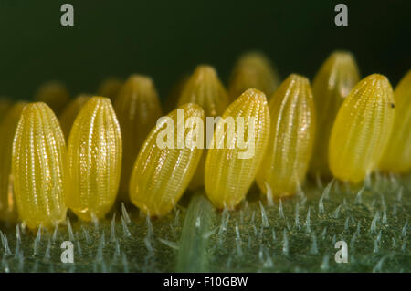 Large or cabbage white butterfly, Pieris brassicae, eggs laid on the underside leaf surface of a nasturtium, Tropaeolum majus Stock Photo