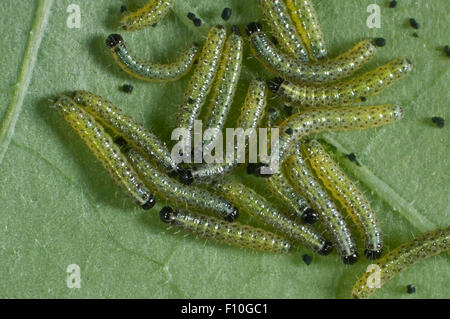 Large or cabbage white butterfly, Pieris brassicae, early instar caterpillars on a nasturtium leaf Stock Photo