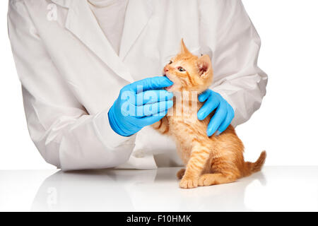 Veterinarian checks teeth to a small ginger kitten over white background Stock Photo