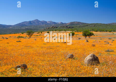 Scenic shot of spring flowers in West Coast National Park, Western Cape, South Africa. Stock Photo