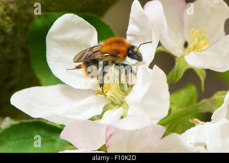 Bumblebee collecting pollen from the apple tree flower in a spring time Stock Photo