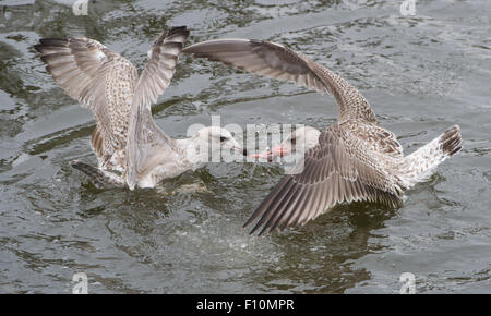 Greifswald-Wieck, Germany. 24th Aug, 2015. Two common European gulls fight over a big catch in the port of Greifswald-Wieck, Germany, 24 August 2015. Photo: Stefan Sauer/dpa/Alamy Live News Stock Photo