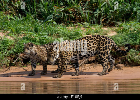 Jaguars in the Pantanal Stock Photo