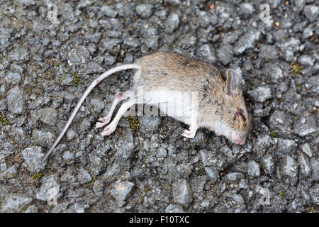 Dead field mouse lying on the ground outdoors Stock Photo