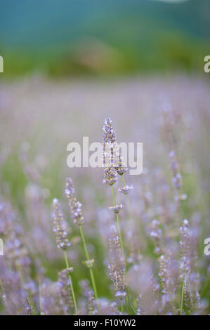 Lavender flowering in Kawaguchiko, Japan. Stock Photo