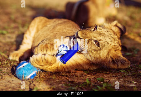 lion cub cuddling in nature and blue toy. Stock Photo