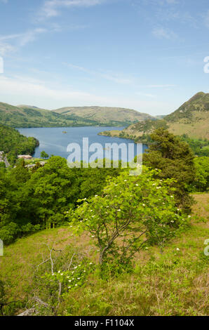 Mountain Ash or Rowan tree [Sorbus aucuparia]. View over Glenridding to Ullswater, The Lake District.  UK. Stock Photo