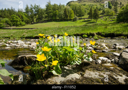 Kingcup or Marsh Marigold [Caltha palustris]. On Grisedale Beck, Patterdale, The Lake District, Cumbria. UK.  June Stock Photo
