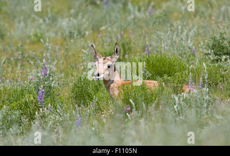 Baby pronghorn antelope lying in a field of lupine flowers in Yellowstone National Park in Wyoming Stock Photo