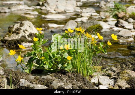 Kingcup or Marsh Marigold [Caltha palustris]. On Grisedale Beck, Patterdale, The Lake District, Cumbria. UK.  June Stock Photo