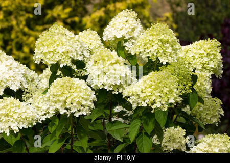 Greenish cream sterile flowers in the heads of the late flowering  Hydrangea paniculata 'Limelight' Stock Photo